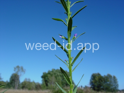 loosestrife, hyssop